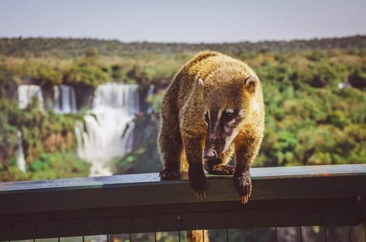 Hostel Loli Puerto Iguazú Dış mekan fotoğraf